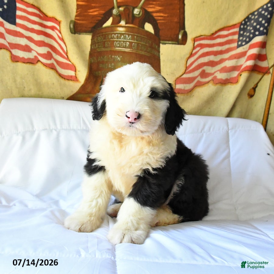 Old English Sheepdog dogs Zorro - Ad 1