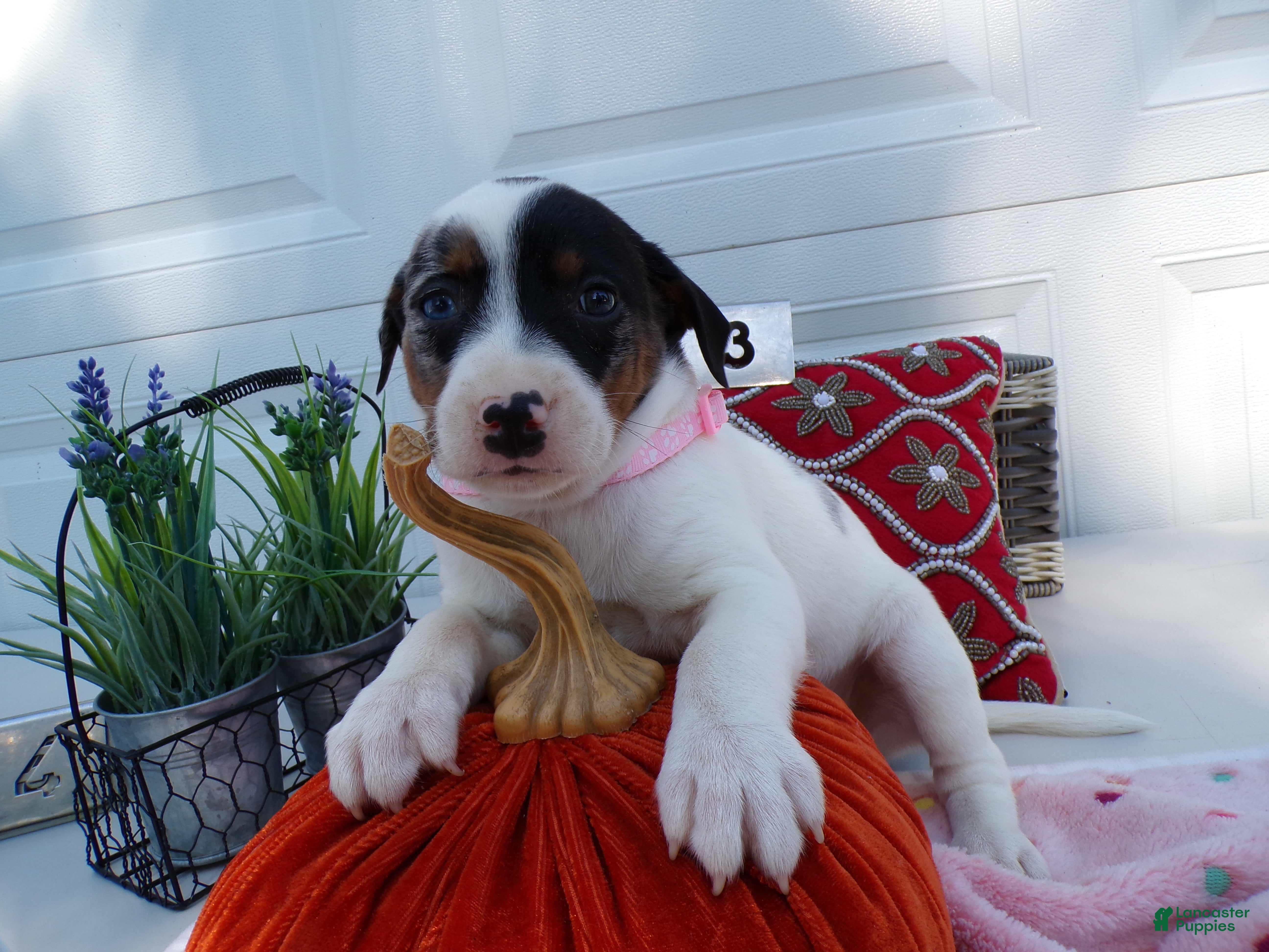 Rat Terrier Puppies for sale in Indiana Lancaster Puppies