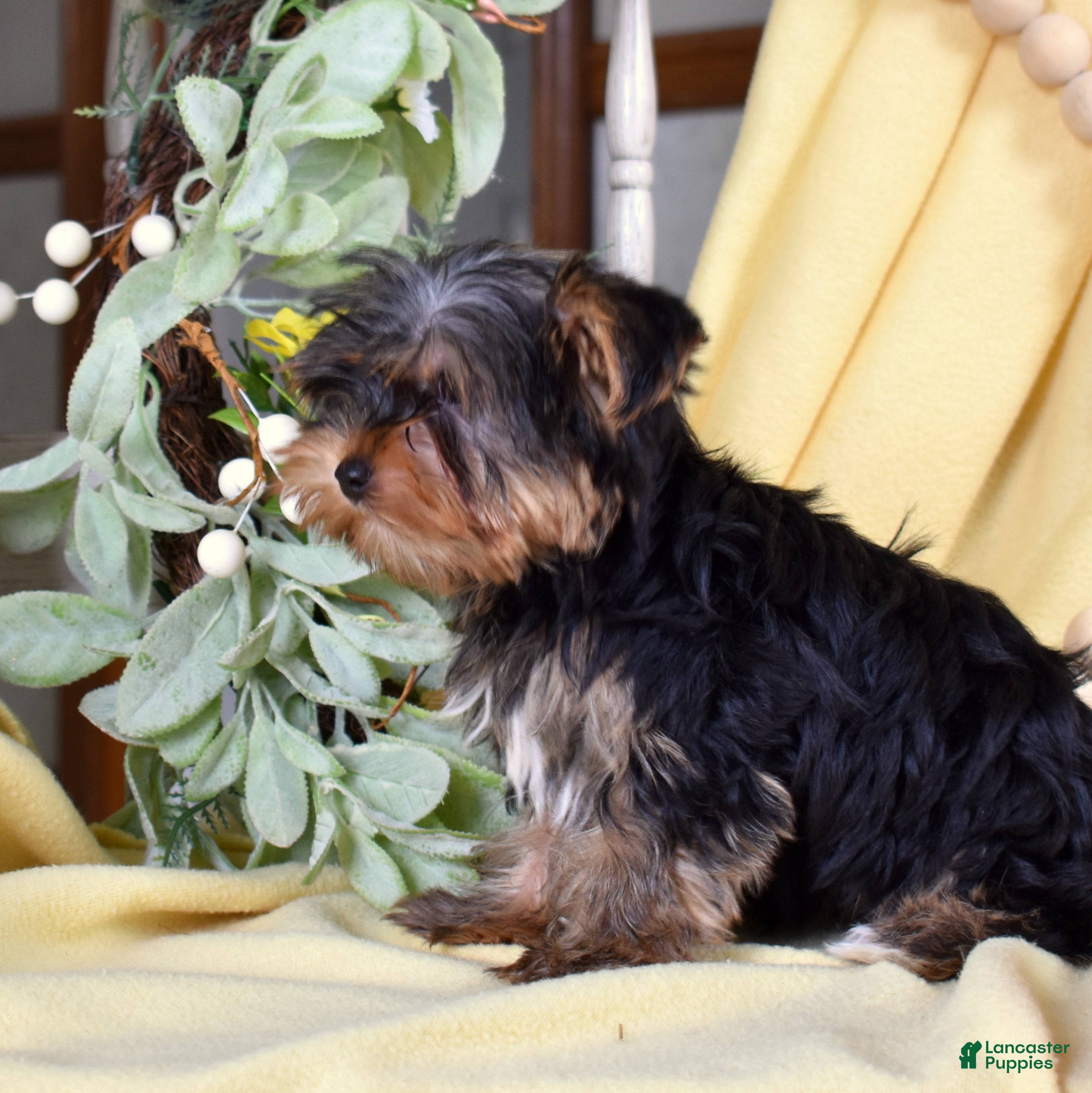 Yorkshire Terrier dogs Harley Jr  - Ad 2