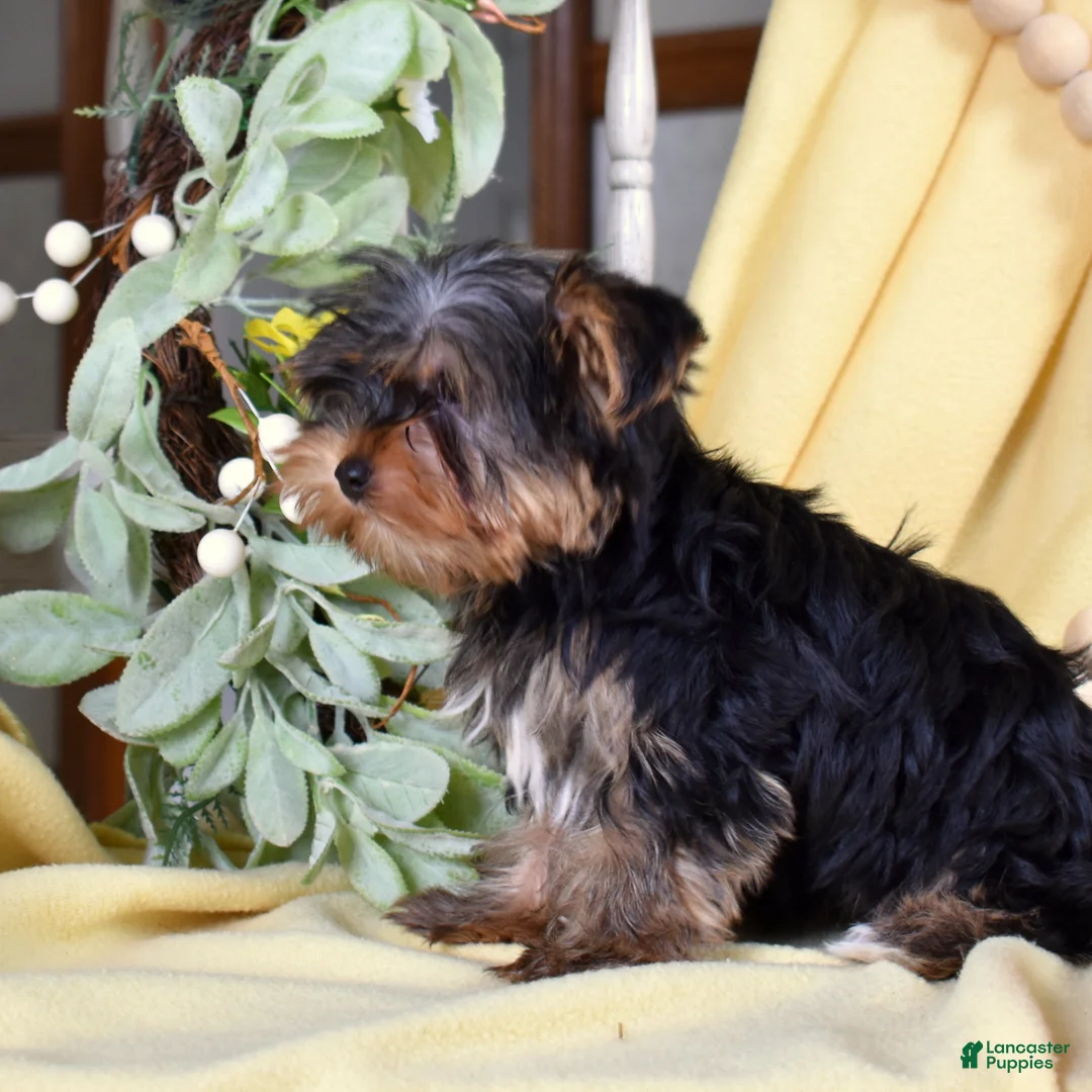 Yorkshire Terrier dogs for sale: Harley Jr  - Ad 2