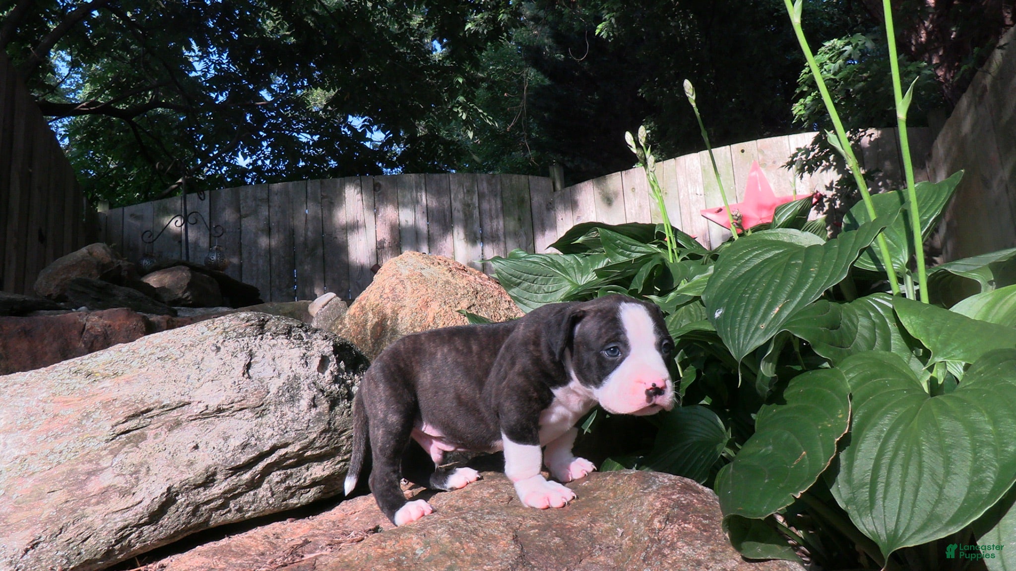 American Bully dogs Buster - Ad 24