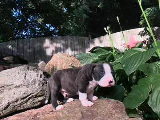 American Bully dogs Buster - Ad 24
