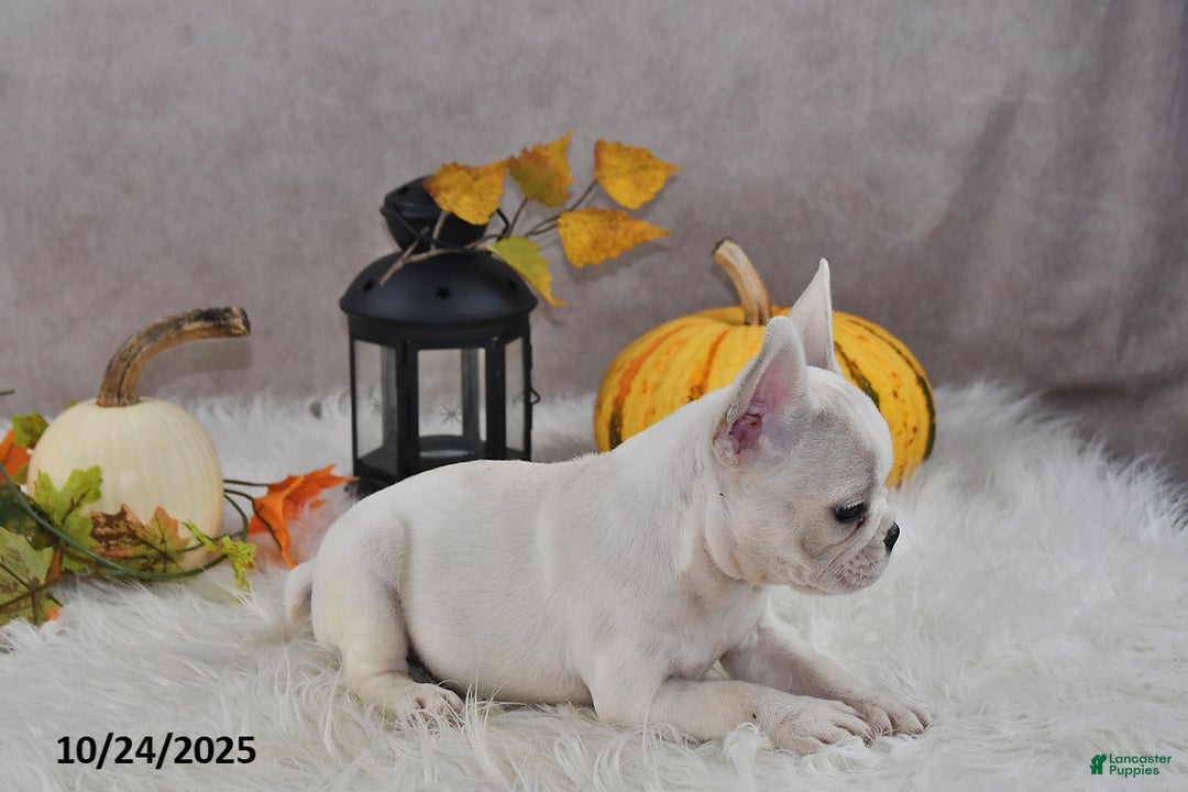 French Bulldog dogs for sale: Wrenlee - Ad 8