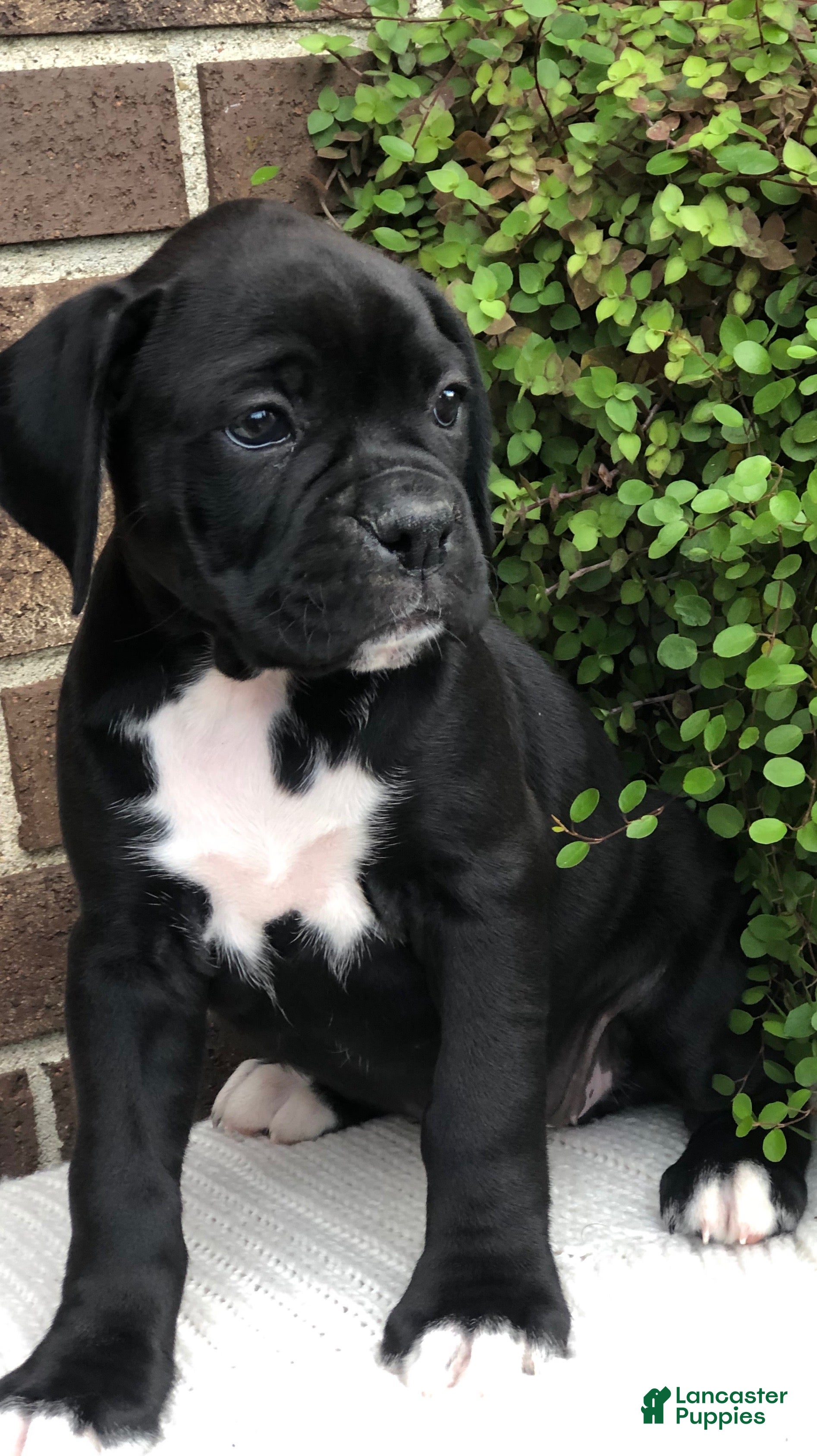 Boxer dogs Midnight - Ad 1