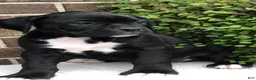 Boxer dogs for sale: Midnight - Ad 1