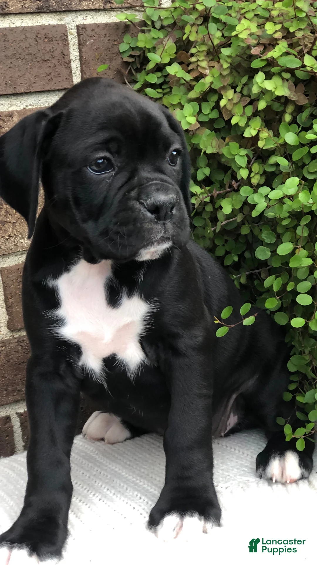 Boxer dogs for sale: Midnight - Ad 1