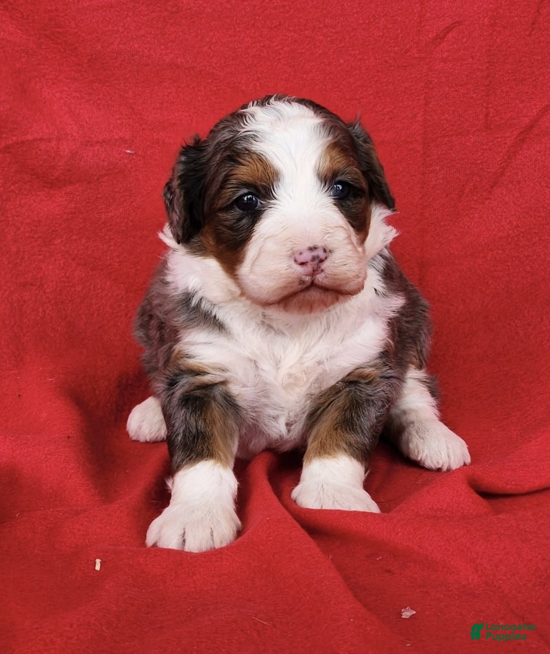 Mini Bernedoodle dogs for sale: lacey - Ad 2
