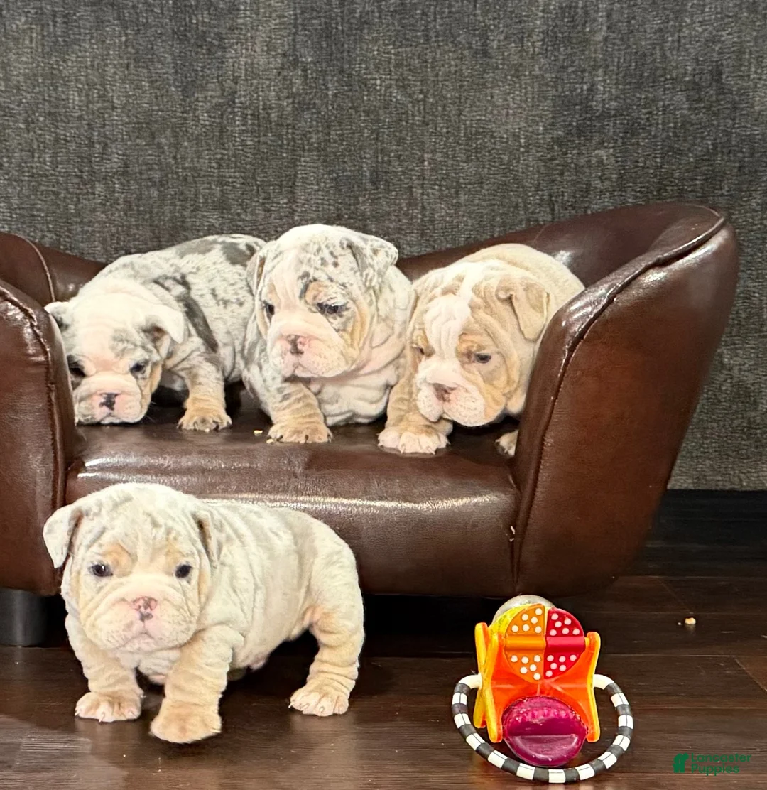 English Bulldog dogs for sale: English Bulldog 4 - Ad 8