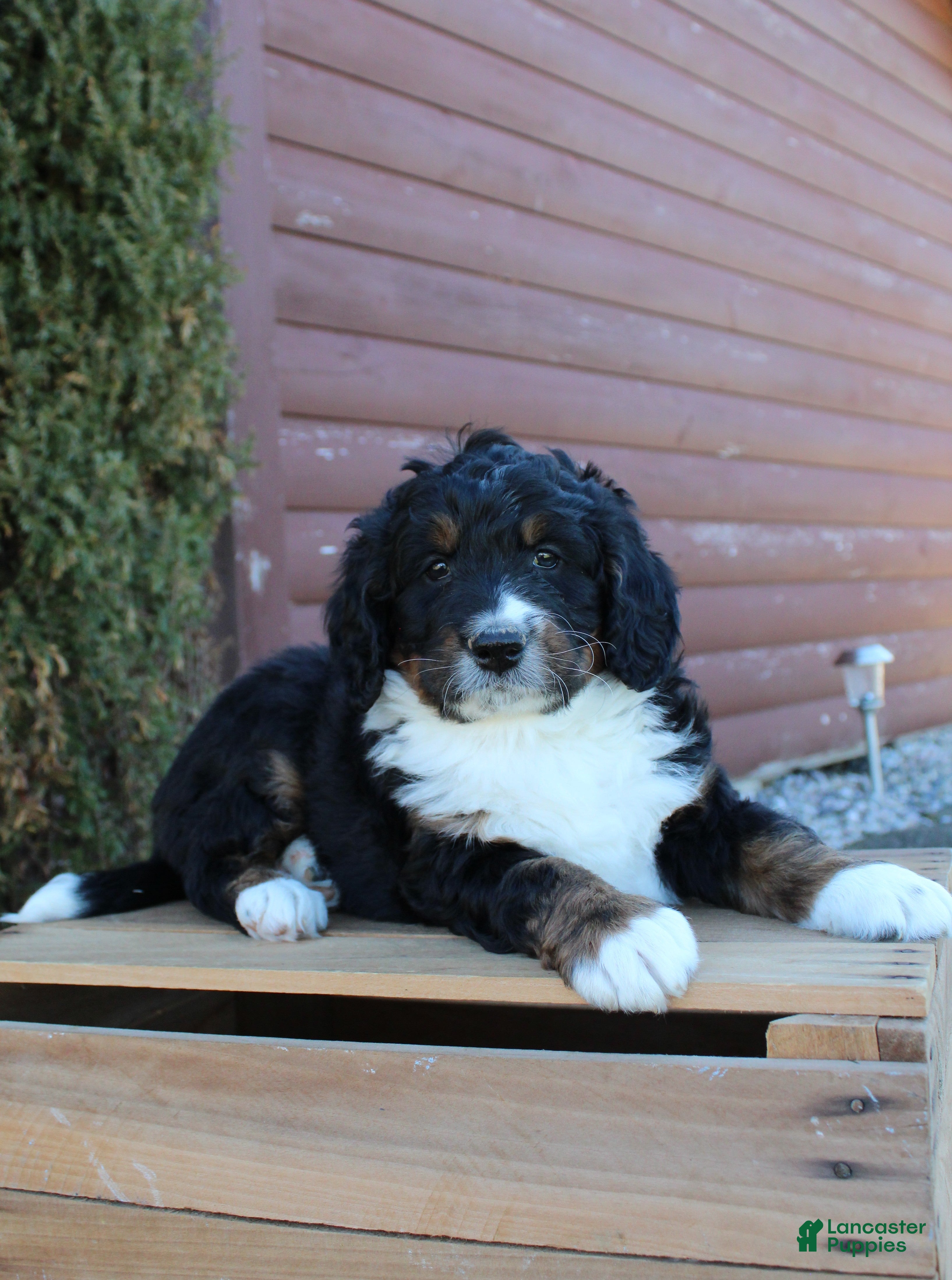 Bernedoodle dogs Layla - Ad 1