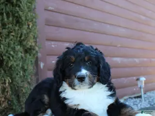 Bernedoodle dogs for sale: Layla - Ad 4