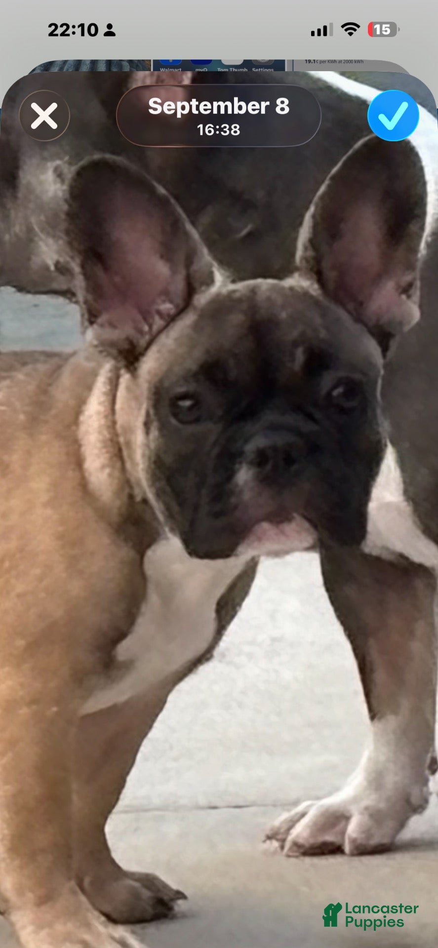 French Bulldog dogs French Bulldog 2 - Ad 41