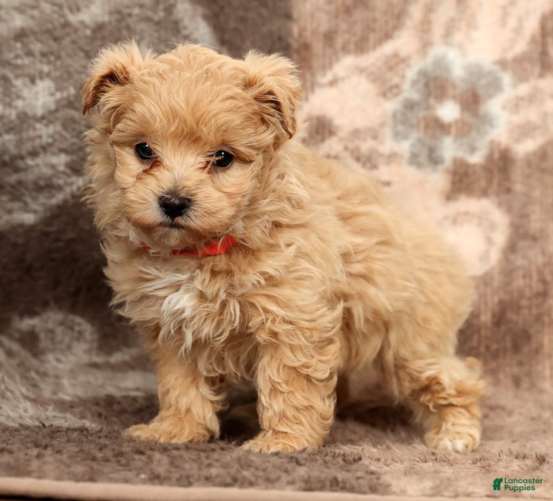 Maltipoo dogs for sale: Nova - Ad 3