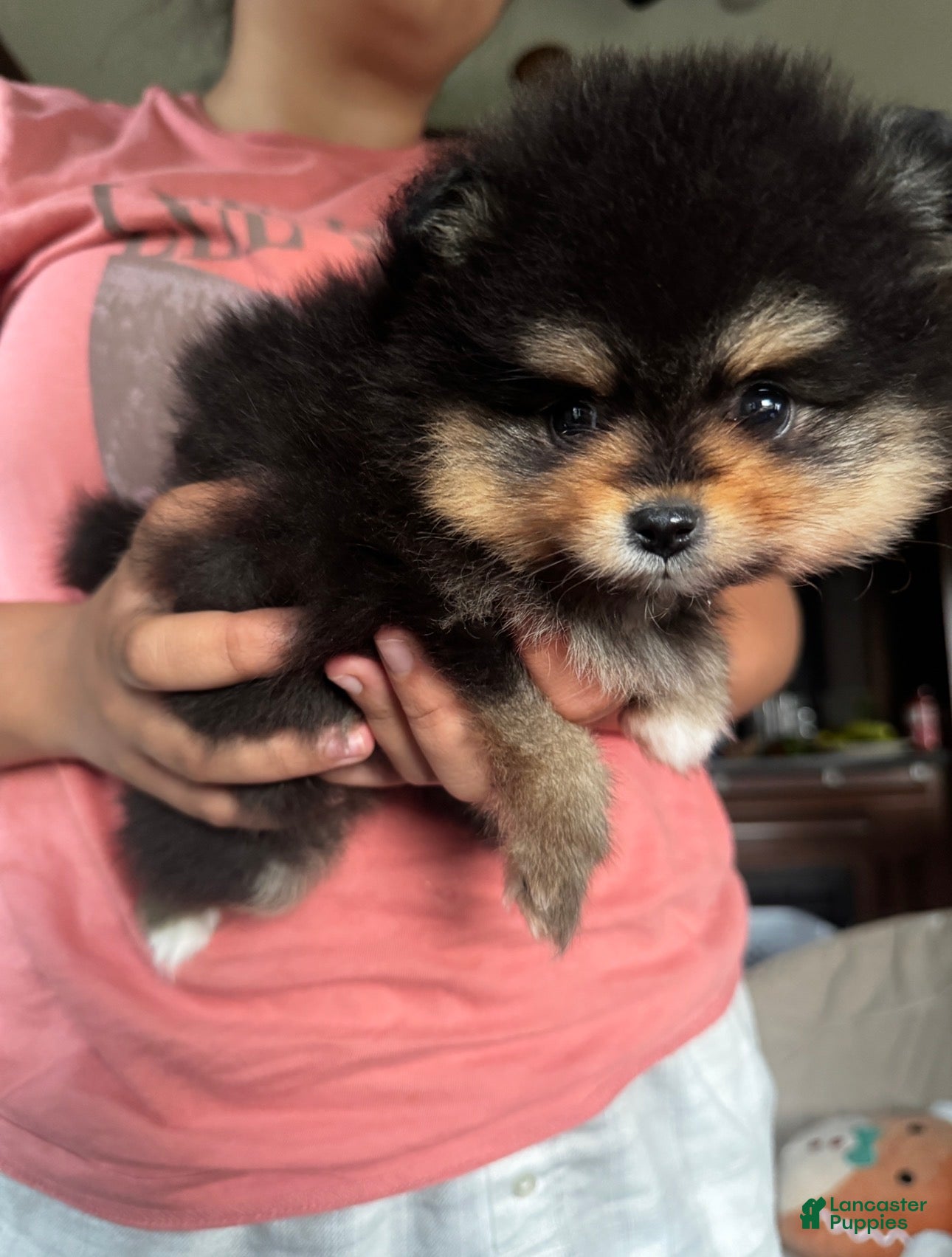 Pomeranian dogs Bella  - Ad 15