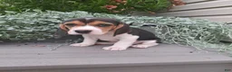 Beagle dogs for sale: DOLLY - Ad 3