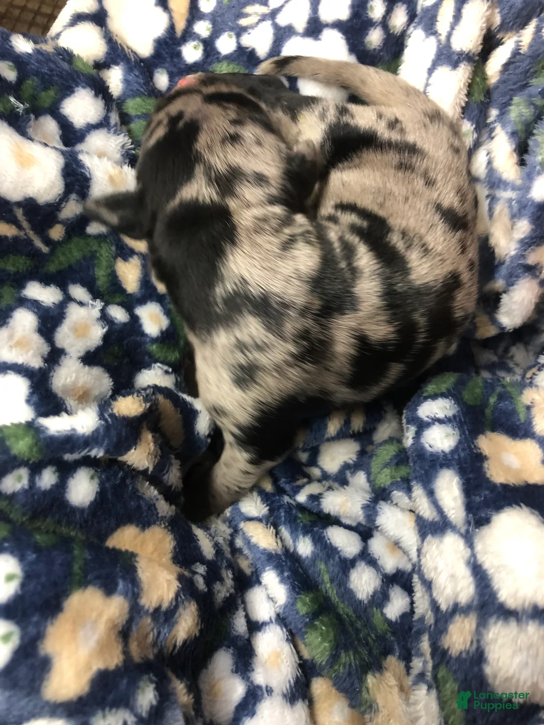 Mixed Breed dogs for sale: Female 2 - Ad 2