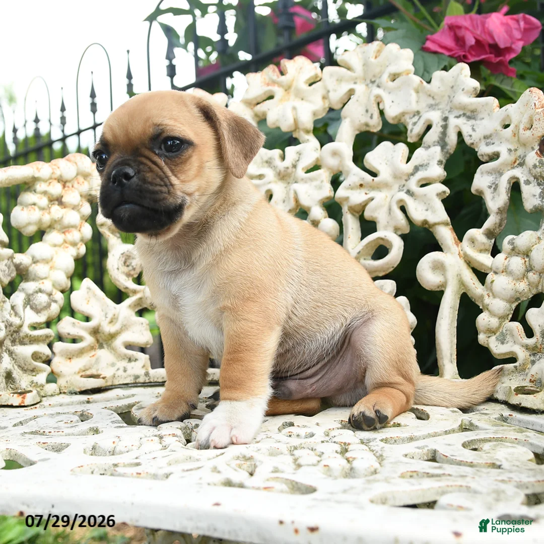 Jug dogs for sale: Dave - Ad 3