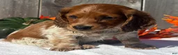 Miniature Dachshund dogs for sale: Forrest - Ad 9