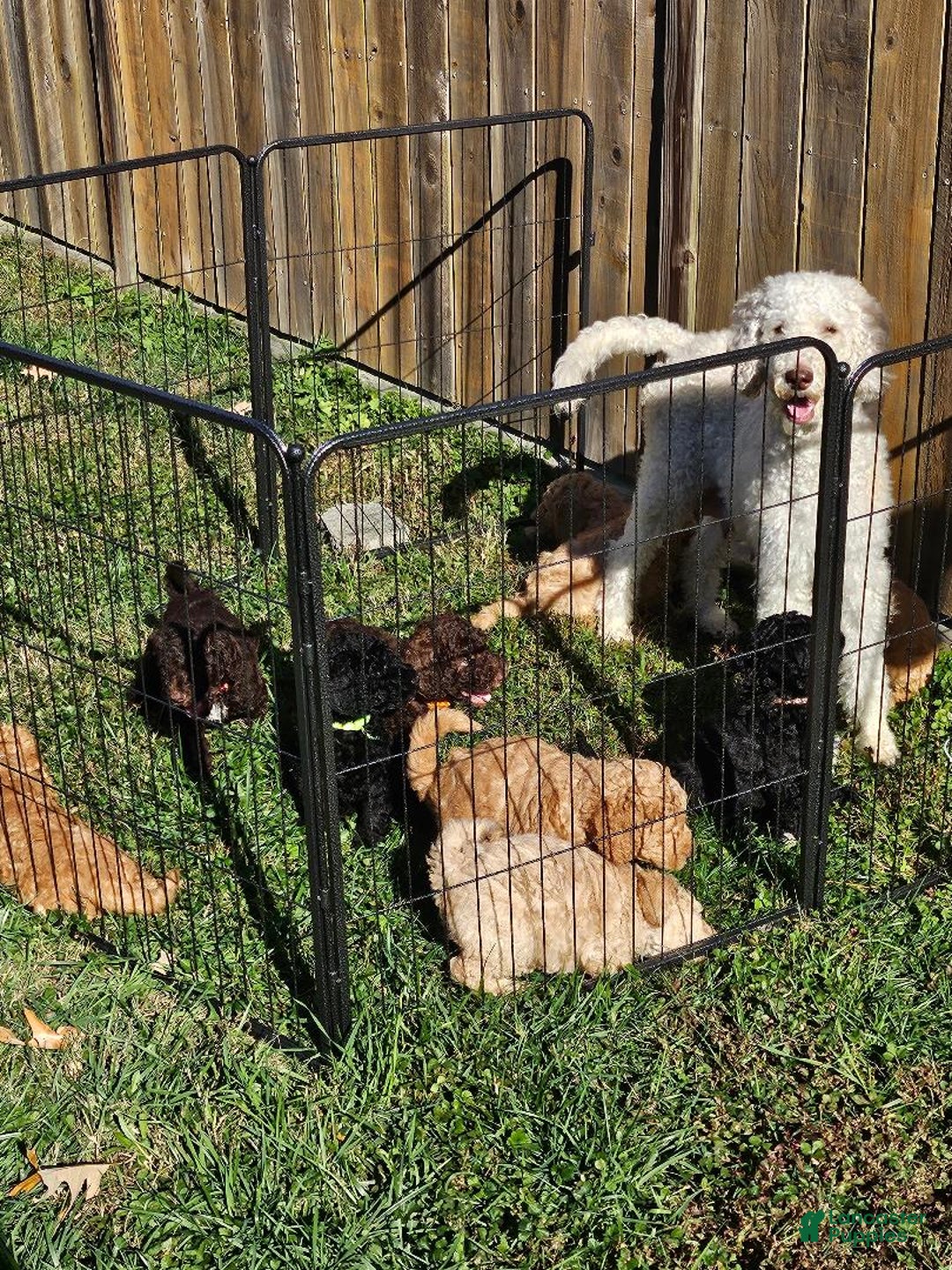 Goldendoodle dogs for sale: Goldendoodle Puppy 4 - Ad 2