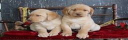 Labrador Retriever dogs for sale: Kooper - Ad 3