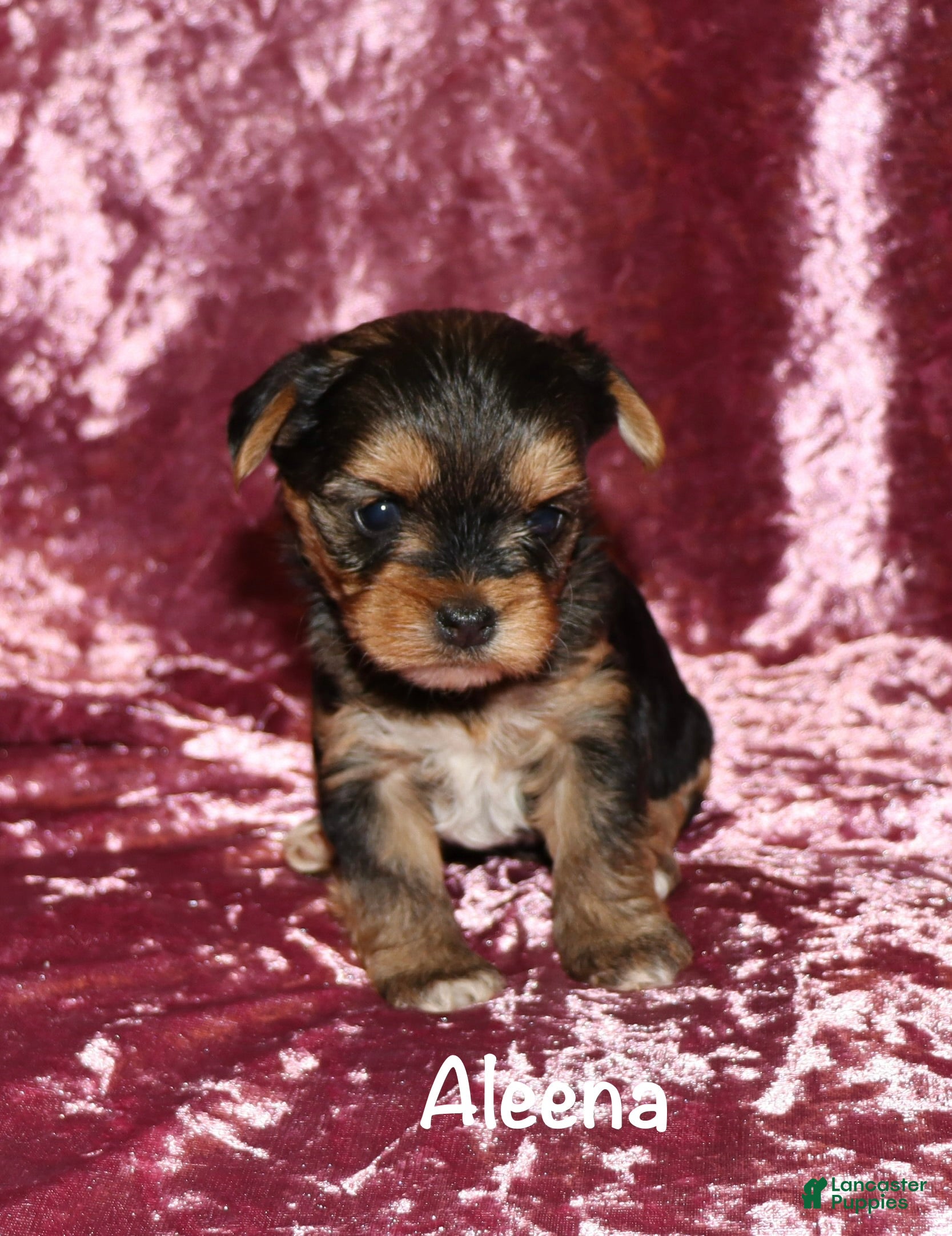 Yorkshire Terrier dogs Aleena - Ad 25