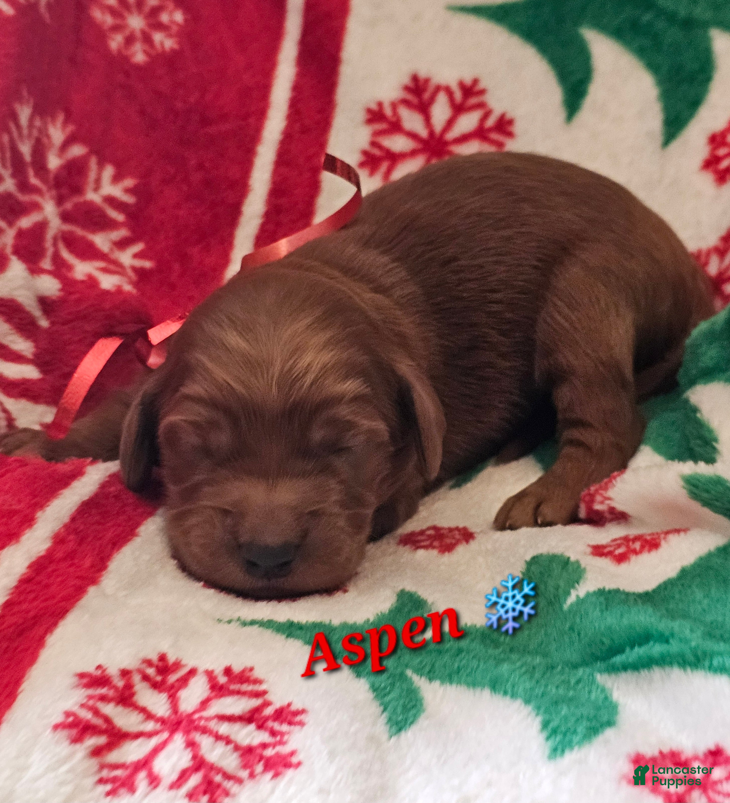 Goldendoodle dogs Aspen - Ad 31