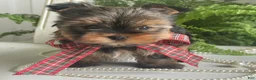 Yorkshire Terrier dogs for sale: Cody - Ad 9