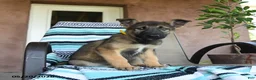 German Shepherd dogs for sale: Gerry - Ad 2