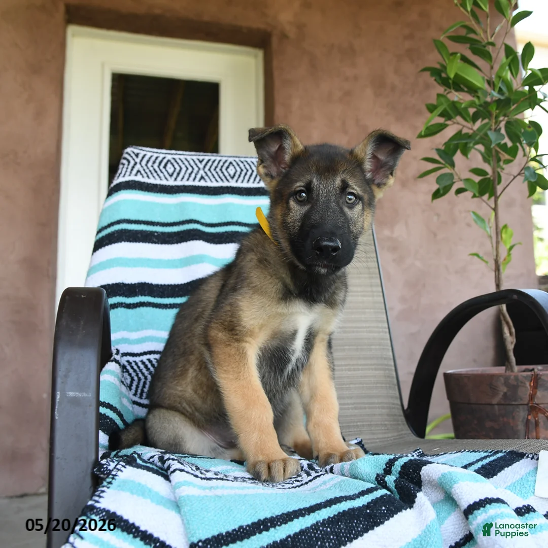 German Shepherd dogs for sale: Gerry - Ad 2