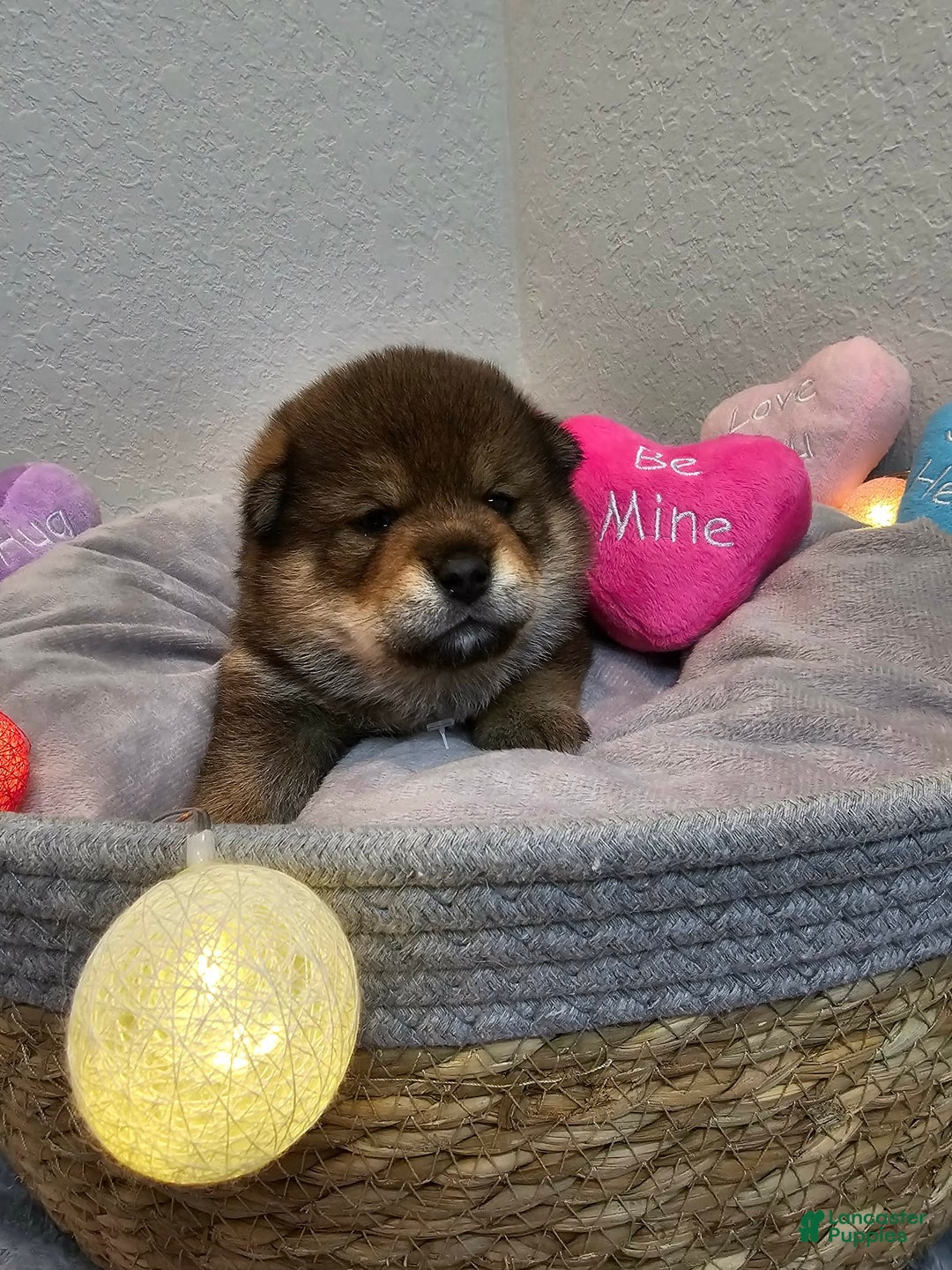 Shiba Inu dogs for sale: Aki - Ad 2