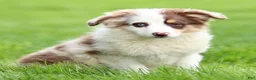 Miniature Australian Shepherd dogs for sale: Jane - Ad 4
