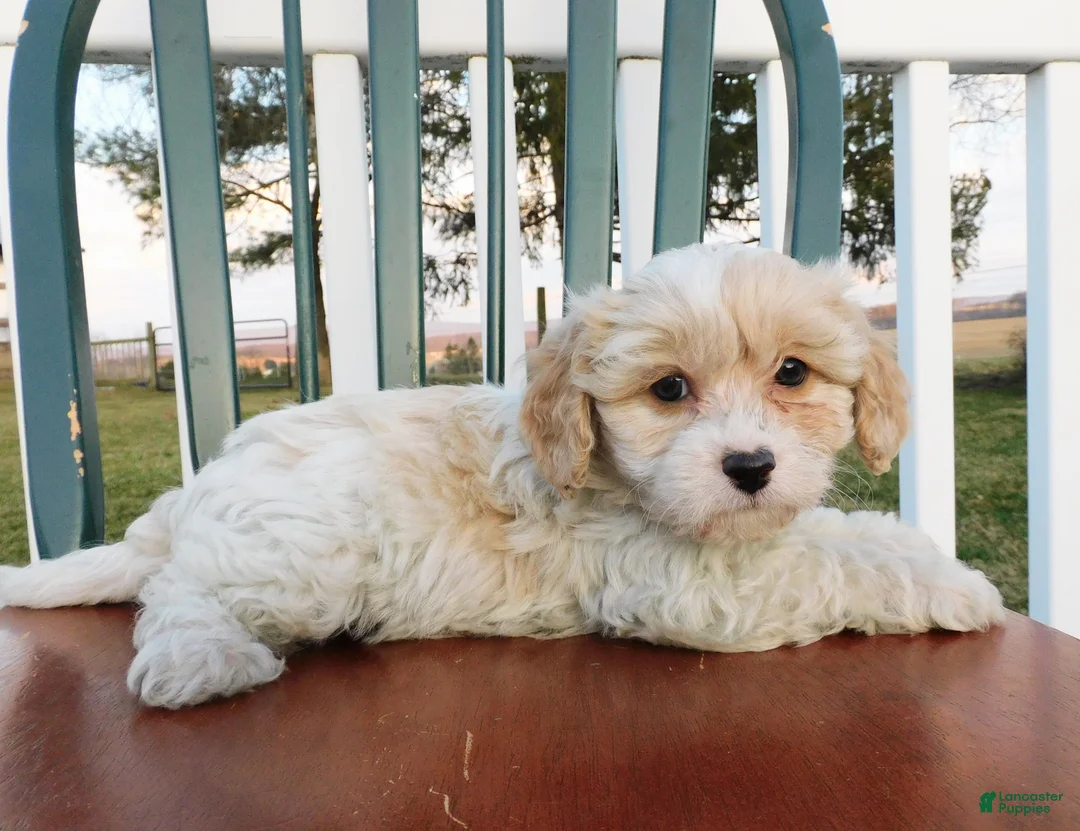 Cavachon dogs for sale: Tawny - Ad 4
