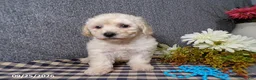 Bichpoo dogs for sale: Tyson - Ad 5