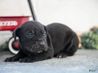 Cane Corso dogs Sig - Ad 21