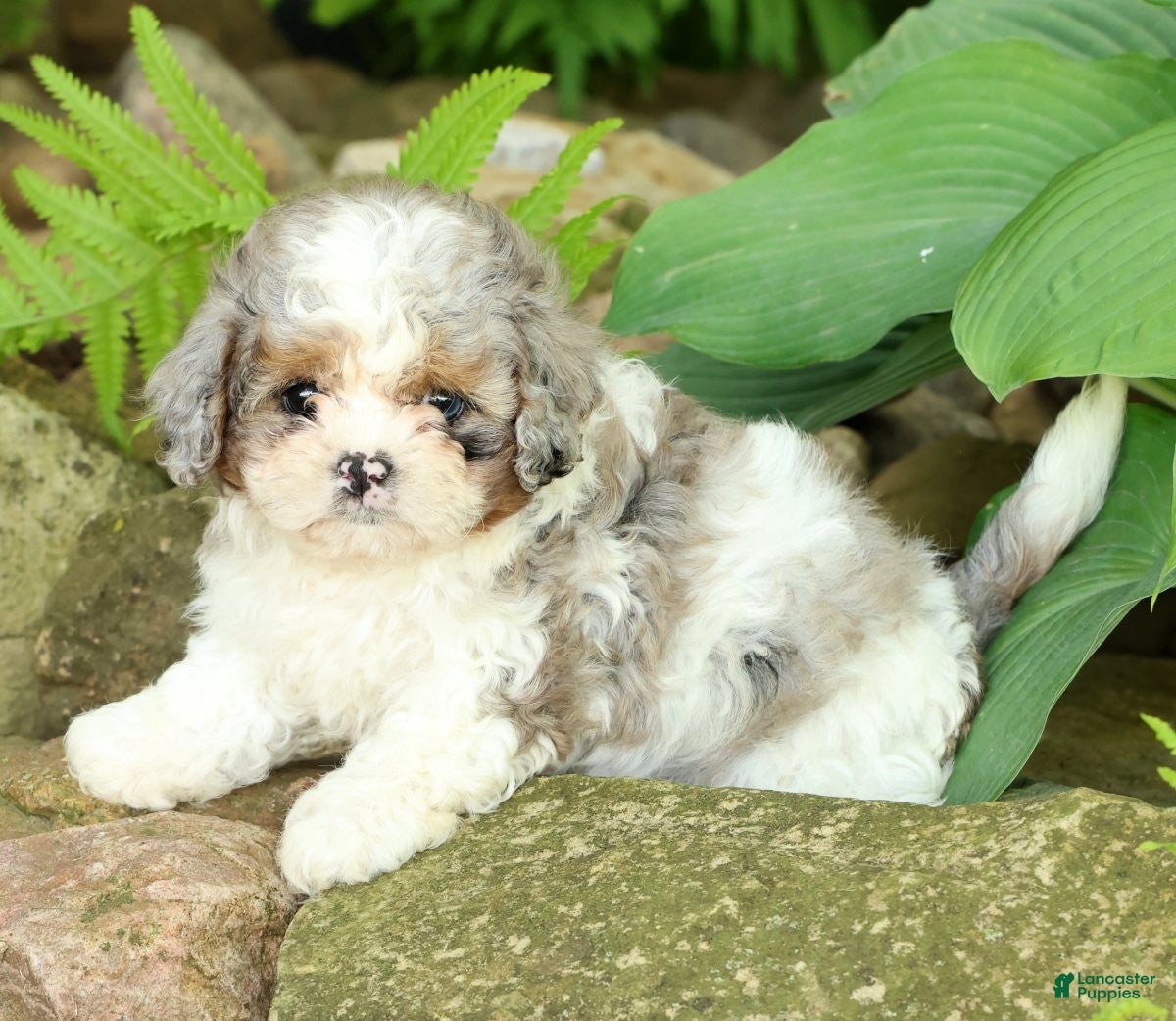 Mixed Breed dogs for sale: Beau - Ad 7