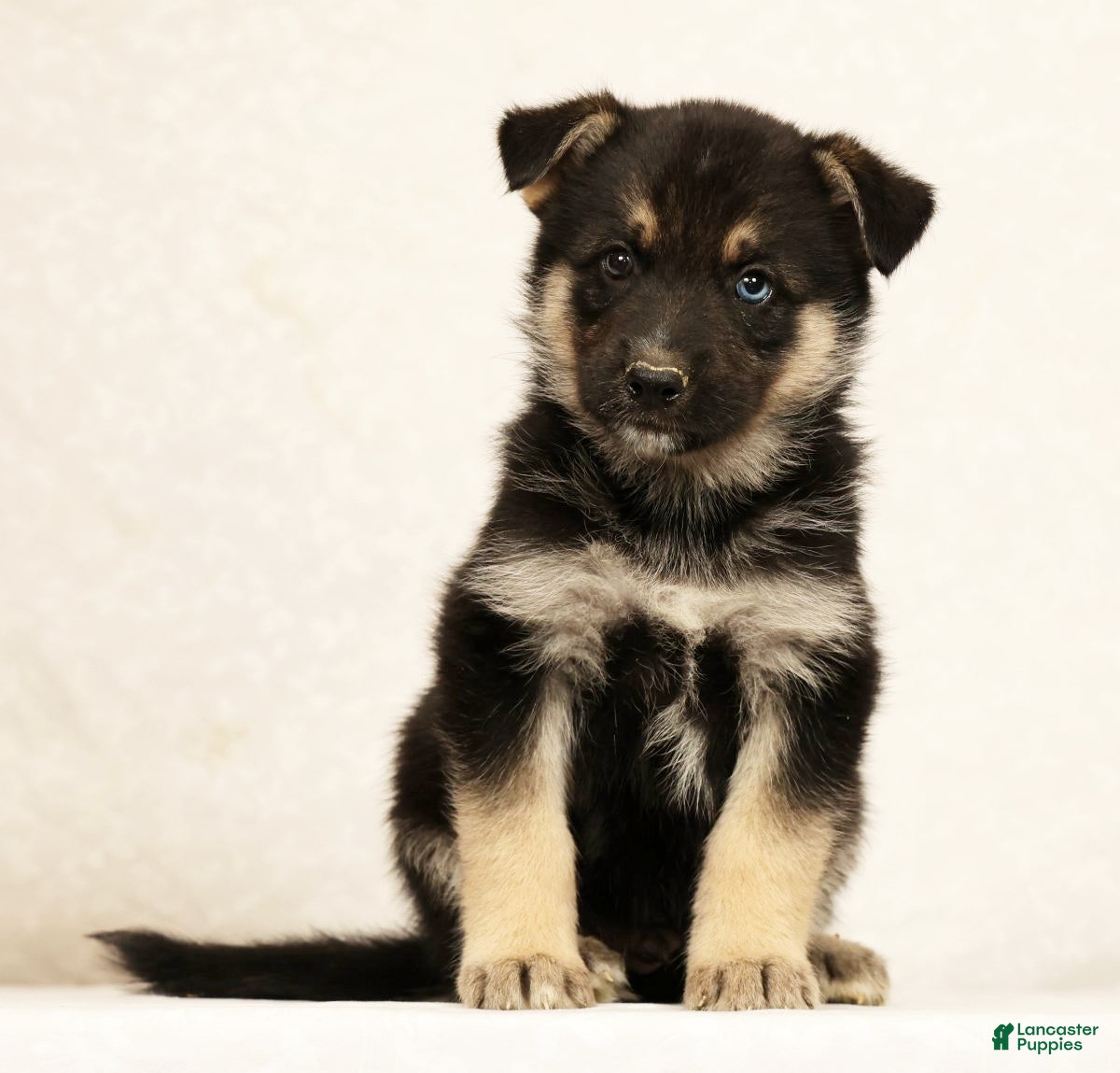 Gerberian Shepsky dogs Jasper - Ad 2
