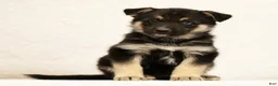 Gerberian Shepsky dogs for sale: Jasper - Ad 2