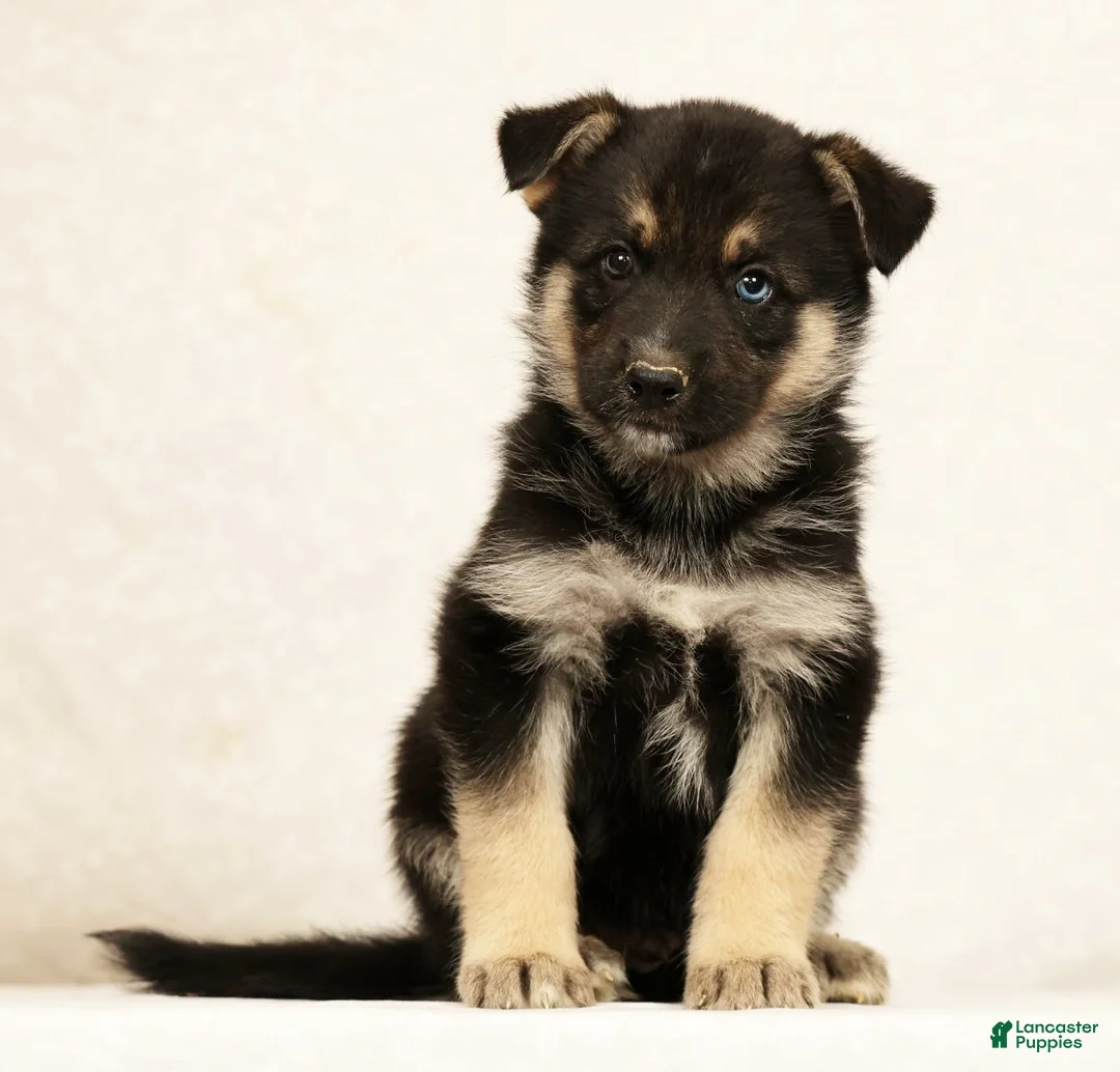 Gerberian Shepsky dogs for sale: Jasper - Ad 2