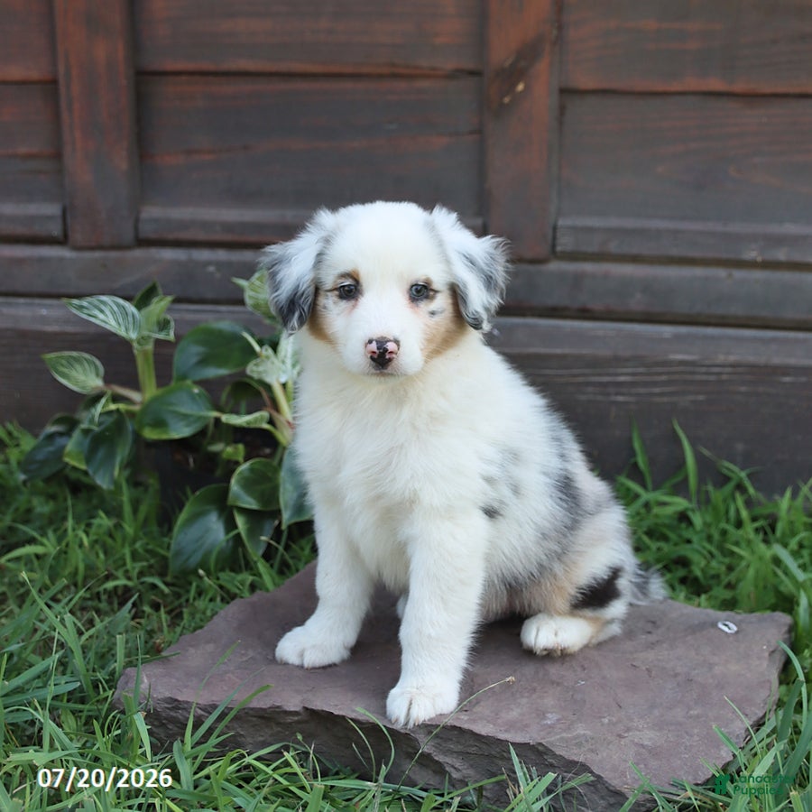 Australian Shepherd dogs Max - Ad 1