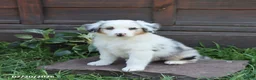 Australian Shepherd dogs for sale: Max - Ad 1