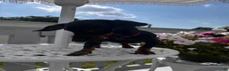 Miniature Dachshund dogs for sale: Miniature Dachshund 1 - Ad 3