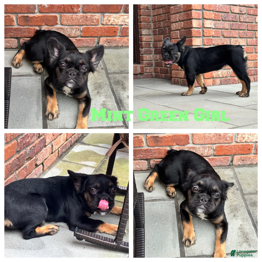 French Bulldog dogs for sale: Mint Green Fluffy Girl - Ad 1