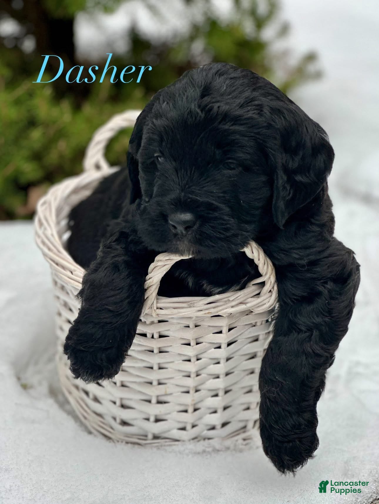 Mixed Breed dogs Dasher (Golden Mountain Doodle) - Ad 42