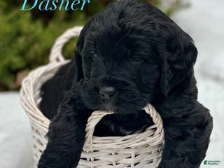 Mixed Breed dogs Dasher (Golden Mountain Doodle) - Ad 24