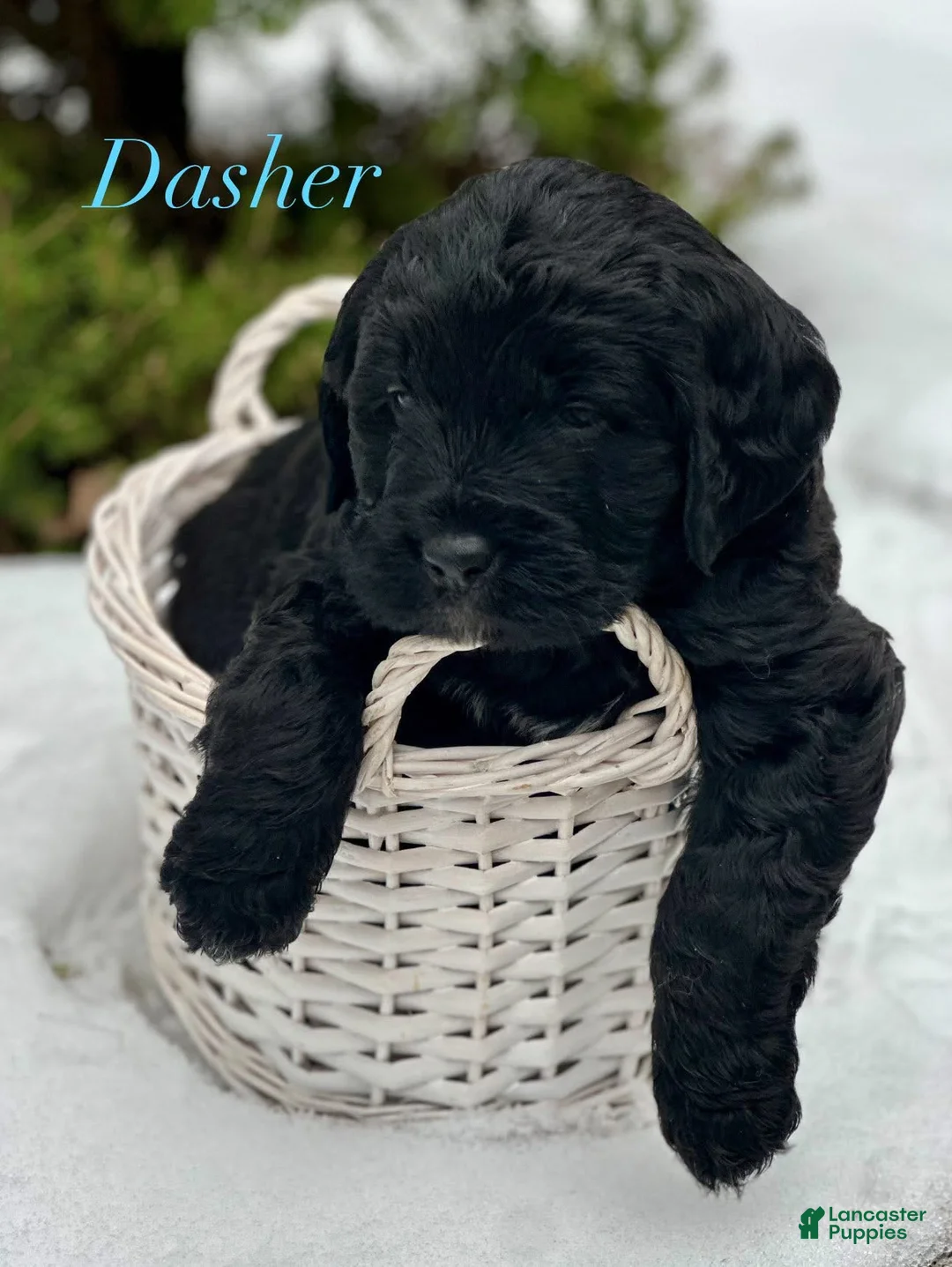Mixed Breed dogs for sale: Dasher (Golden Mountain Doodle) - Ad 1