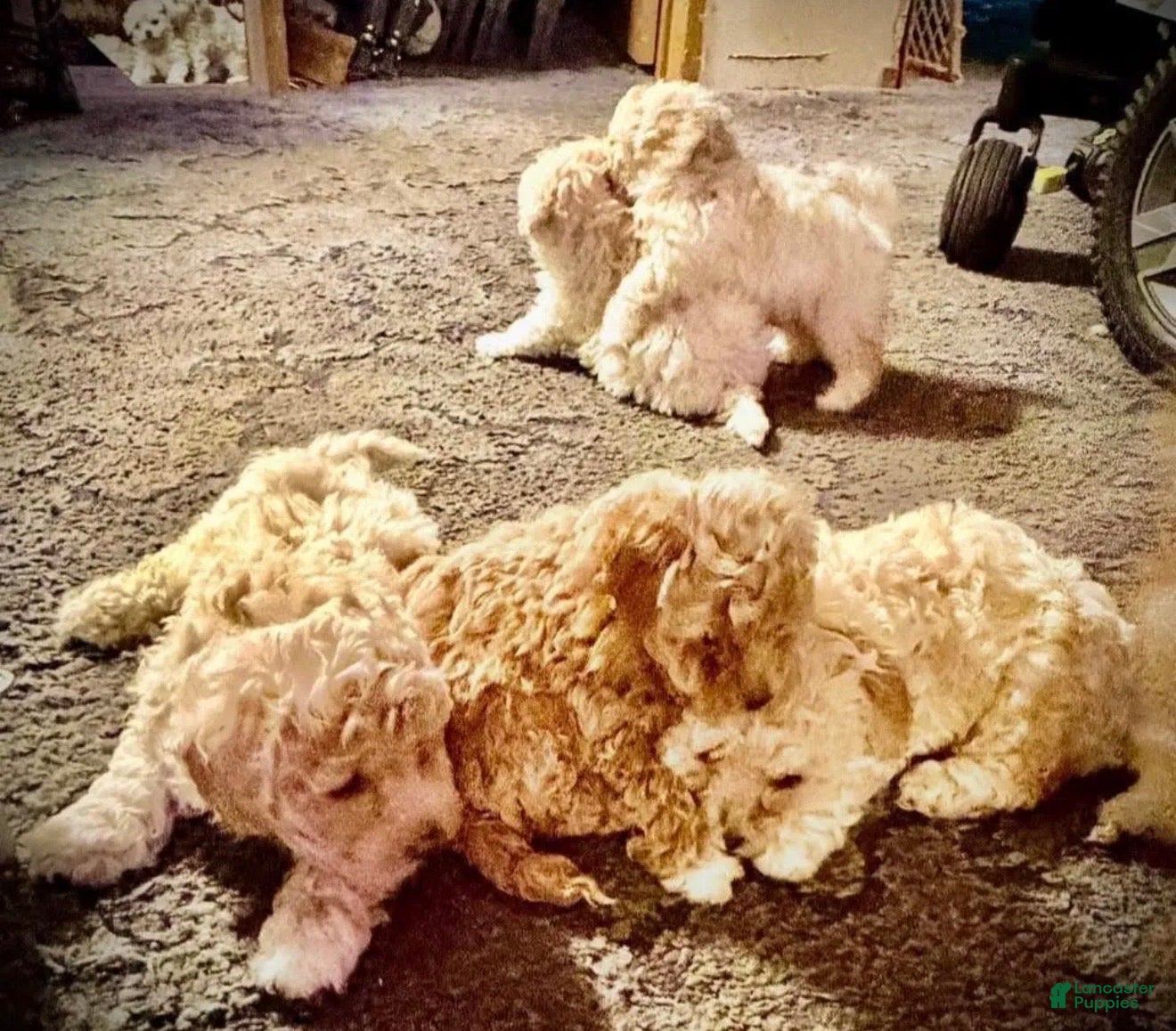 Bichpoo dogs Bichpoo 2 - Ad 27