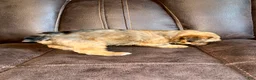 Yorkshire Terrier dogs for sale: Yorkshire Terrier 3 - Ad 4