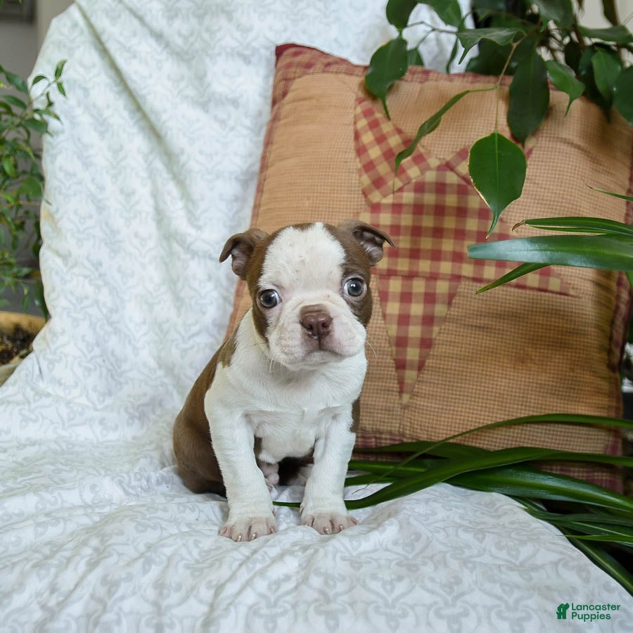 Boston Terrier dogs Hunter - Ad 2