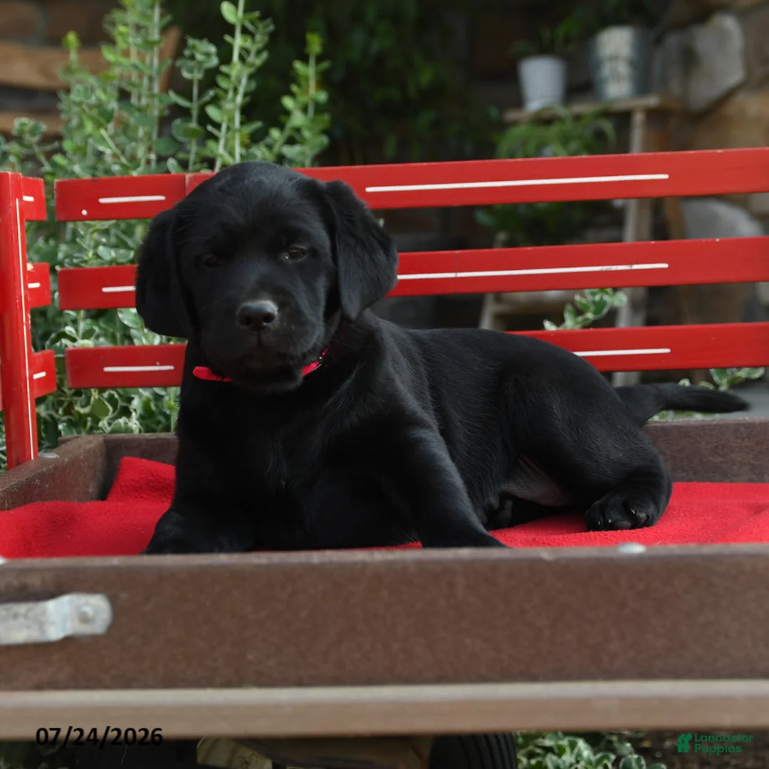Labrador Retriever dogs for sale: Blackie - Ad 2