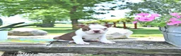 Boston Terrier dogs for sale: Kori - Ad 3