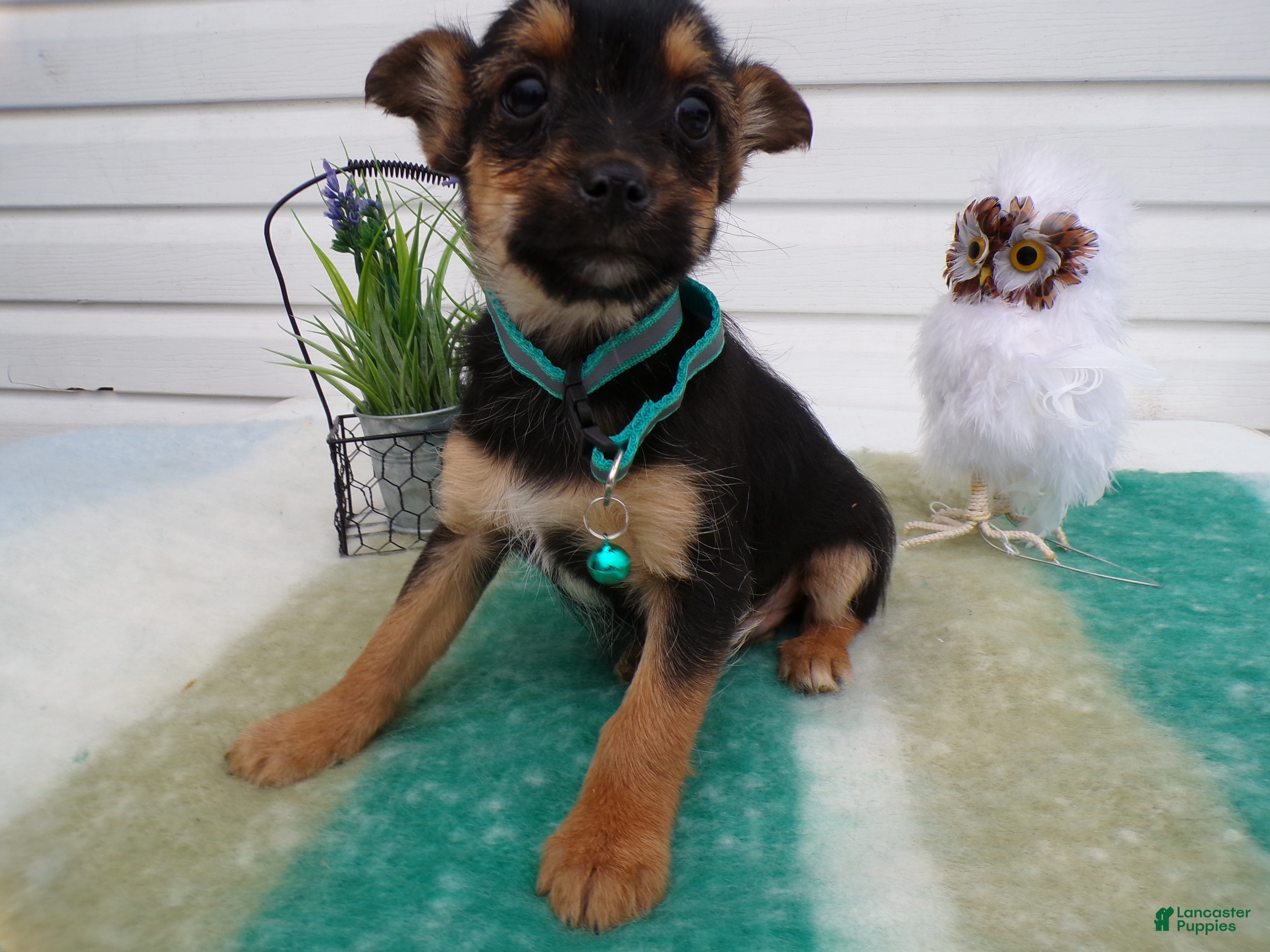 Mixed Breed dogs Mixed Breed Puppy 4 Truman - Ad 24